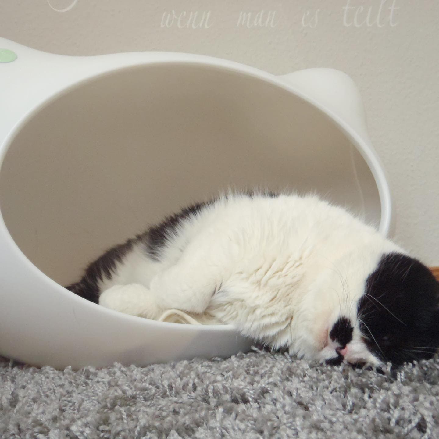 Viel lässiger kann man nicht abhängen - Wochenende kann kommen 😽 Bis 31.01. gibt es in unserem Shop www.jerry-s.com die