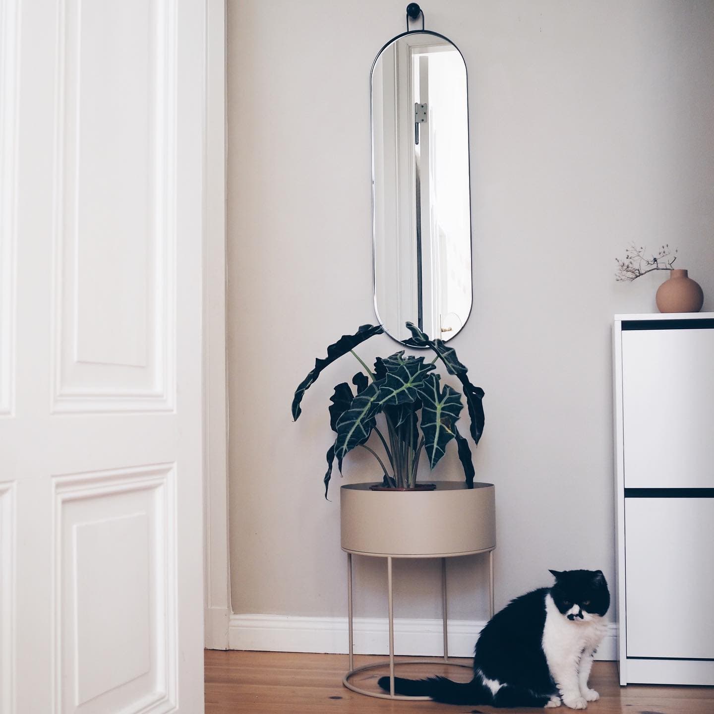 Klassische nordisch-minimalistische Katze 😹😹😹 Foto: @__katharinamaria