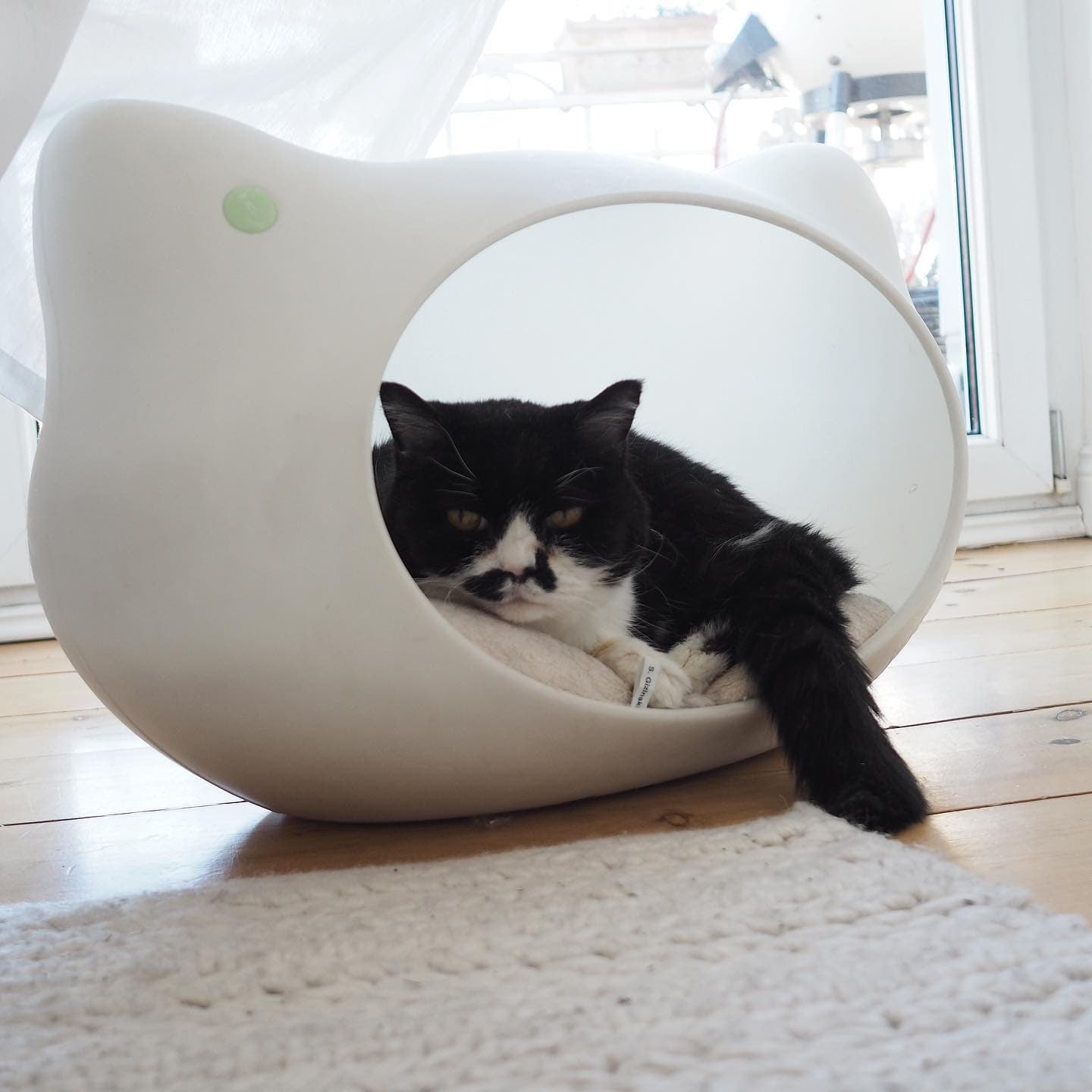 Zu Hause? Ist gar nicht so schlecht 😽