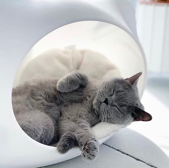 Relax and take it easy 😽 Repost 👉 @uniquejules