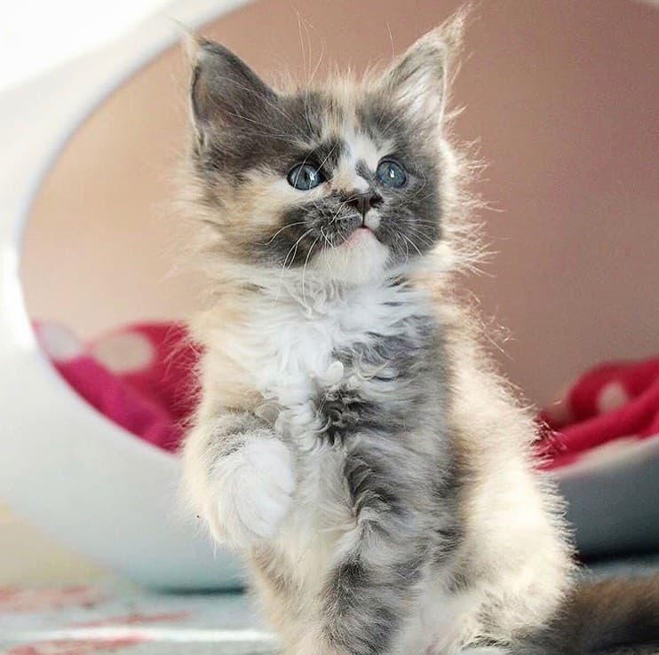 3, 2, 1...Cutie Alarm 🙀 credit 👉 @lemoninthecloud