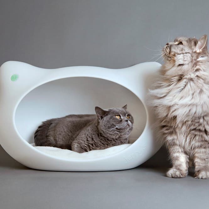 ANGEBOT zum Weltkatzentag Anlässlich des heutigen Weltkatzentages könnt ihr bei uns im Shop www.jerry-s.com noch bis mor